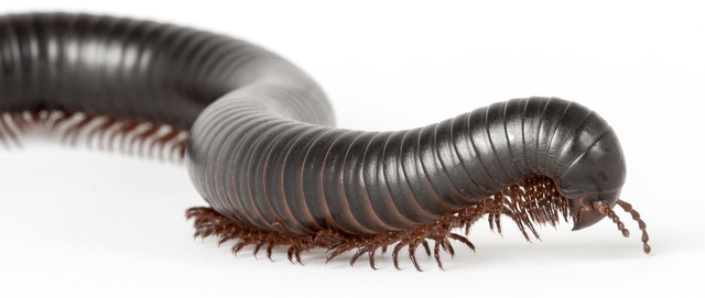 Image result for millipede